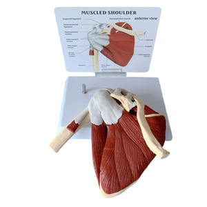 DARHMMY Modèle de science médicale grandeur nature Articulation de l'épaule humaine avec <span class=keywords><strong>muscles</strong></span> et ligaments - Product Image 4