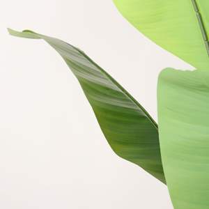 Viaggiatori artificiali palma finto pianta sottile stelo grandi foglie piante di simulazione per la camera ufficio decorazione del paesaggio - Product Image 2