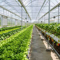 Serre tunnel agricole à simple travée en film plastique pour la culture de concombres à haut rendement, destinée aux exploitations commerciales