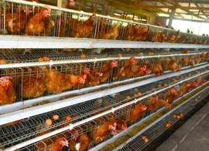 Cage pour poules pondeuses 1000 <span class=keywords><strong>Cages</strong></span> pour poules pondeuses <span class=keywords><strong>Cages</strong></span> pour poules pondeuses pour poules pondeuses pour 10000 oiseaux - Product Image 6