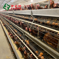 Nouveau modèle de ferme avicole de gros système d'élevage de cages pour poules pondeuses pour ferme d'élevage de volailles