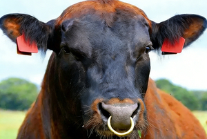 ป้ายหูสัตว์คุณภาพสูง TPU สำหรับติดตามสัตว์และจัดการฝูงปศุสัตว์ - Product Image 5