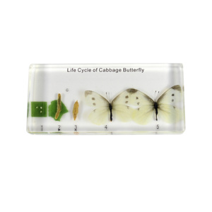 Ciclo de vida del espécimen incrustado de resina de mariposa repollo para enseñanza - Product Image 1