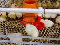 Prémélange complet en poudre 5% pour poussins en pré-couche pour une croissance saine des poussins - Modèle 3350 Certifié ISO9001:2015 Aliment pour volailles Stimulateur de ponte