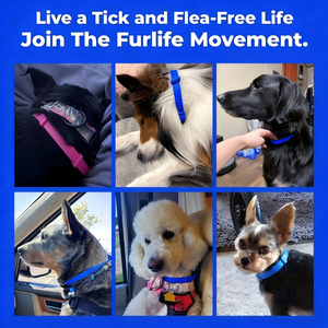 다영 방수 및 조절 가능한 고양이와 강아지용 진정 칼라, 하루 종일 편안함 제공 - Product Image 2