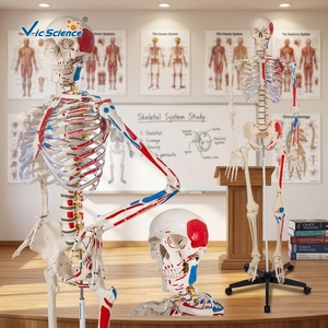 Modelo de <span class=keywords><strong>Esqueleto</strong></span> <span class=keywords><strong>Humano</strong></span> de 176 cm con Músculos Marcados a Color en un Lado, Demostración para Clases de Medicina, Estudio Musculoesquelético, Modelo de Anatomía - Product Image 3