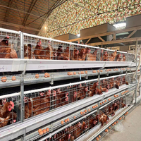 Nouvel équipement d'élevage de poulets entièrement automatisé à 4 niveaux