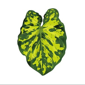 مغناطيسات ثلاجة لطيفة على شكل نباتات البيغونيا والمونستيرا، مغناطيسات ثلاجة على شكل نباتات استوائية كاواي، ملصقات للسبورة البيضاء - Product Image 6