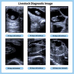 Ecógrafo Veterinario Portátil Totalmente Digital para Ganado, Máquina <span class=keywords><strong>de</strong></span> Examen <span class=keywords><strong>de</strong></span> Embarazo y <span class=keywords><strong>Enfermedades</strong></span> en Animales <span class=keywords><strong>de</strong></span> Todos los Tamaños - Product Image 3