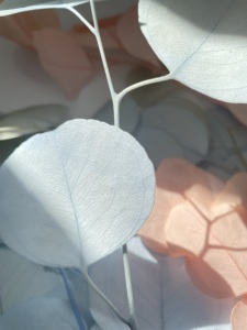 Paquete blanqueado de calidad AA de grado <span class=keywords><strong>eucalipto</strong></span> seco blanco rosa <span class=keywords><strong>azul</strong></span> <span class=keywords><strong>eucalipto</strong></span> de dólar de plata preservado para arreglo floral - Product Image 4