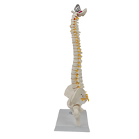 Modèle de colonne vertébrale de taille moyenne avec os du bassin et des jambes (type suspendu)-Outil d'enseignement médical