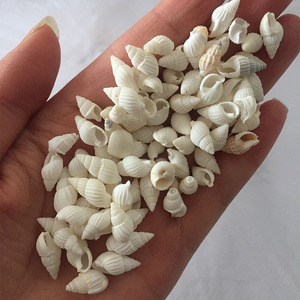 1-2 cm tự nhiên mini nhỏ vỏ ốc xà cừ biển cho hàng thủ công trang trí đám cưới bãi biển chủ đề bên bể cá và bình phụ trang trí nhà - Product Image 1