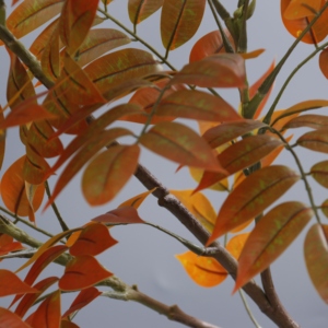 Follaje Artificial de Hojas de Árbol Lacado, Nuevo Estilo Chino, Decoración Interior de Plástico, Flores Artificiales Dkb, Plantas de Interior - Product Image 3