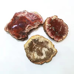 Vente en gros de dalle fossile en bois poli en bois pétrifié naturel tranche de spécimen de pierre brute décoration artisanat pièce de bois pétrifié - Product Image 3