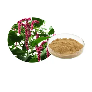 Rumex acetosa Linn Extract Rumex Acetosa P.E. Garden Sorrel Leaf Extract powder 20:1