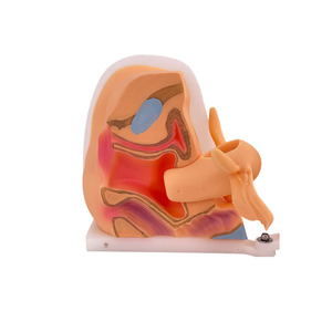 Vrouwelijke <span class=keywords><strong>Vagina</strong></span> Onderzoek Model Vrouwelijke Voortplantingssysteem Model Cervicale Onderzoek Model - Product Image 4