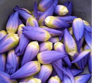 純粋な蓮の葉エキス ネルムボ・ヌチフェラエキス 蓮の葉エキス粉末 - Product Image 4