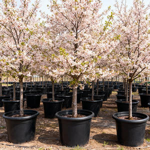 Pots à arbres écologiques en <span class=keywords><strong>plastique</strong></span> PP moulé par injection de 25 gallons, résistants, avec trou de drainage, stabilisés aux UV, pour <span class=keywords><strong>grand</strong></span> jardin et maison - Product Image 1