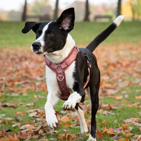 Harnais pour chien personnalisé OEM avec laisse et collier assortis, anti-traction, pour chiens de petite, moyenne et grande taille