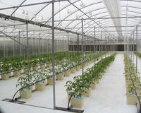 Nederlands Emmer Hydroponisch Systeem