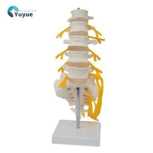 Modelo de Columna Vertebral de PVC de Alta Calidad con 5 Vértebras, Sacro, Nervios Caudales y Modelo Esquelético para Educación Médica, Hospitales y Uso Médico - Product Image 1