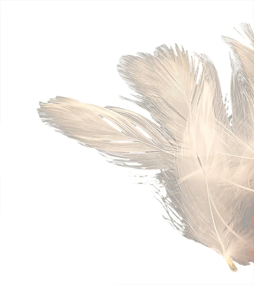 2-4 सेमी बड़े धुले हुए 90 सफेद बतख पंख: पंख तकिया सोफा कुशन भरने के लिए प्राकृतिक सामग्री