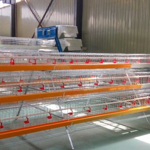<span class=keywords><strong>Prix</strong></span> bas Europe Usine un type poules pondeuses batterie cage à poulet avec poulailler pour l'Afrique - Product Image 4
