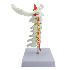 Modèle de colonne vertébrale humaine, vertèbres, modèle de colonne vertébrale lombaire, colonne vertébrale cervicale avec nerfs, structure de la colonne vertébrale thoracique, intervertèbres lombaires - Product Image 1