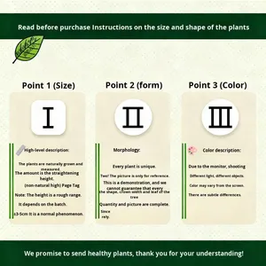 Arbre à argent en pot, plante d'intérieur facile à cultiver, purificateur d'air, protection contre les radiations, <span class=keywords><strong>fleur</strong></span>, salon, quatre saisons, bureau, prospérité - Product Image 3