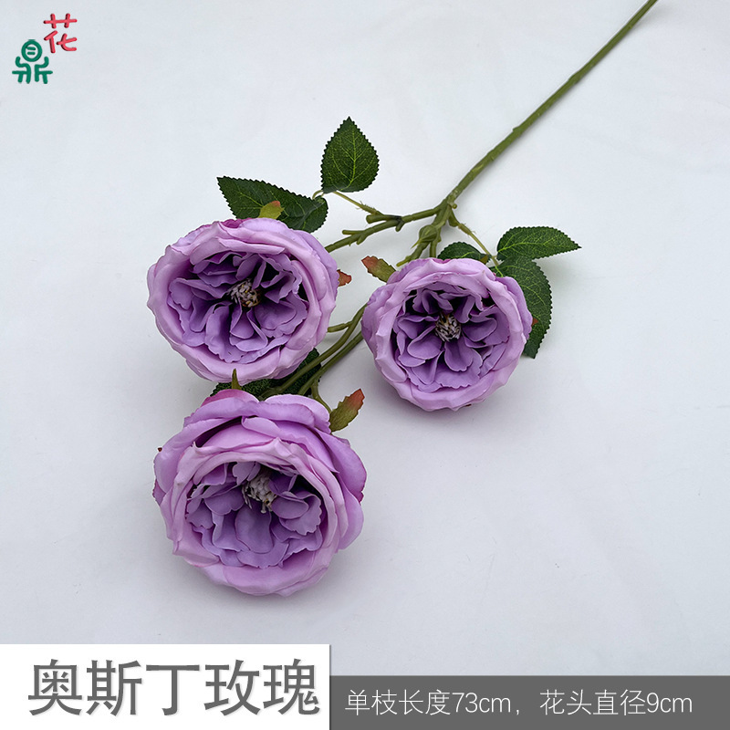 Austin Rose Y Purple