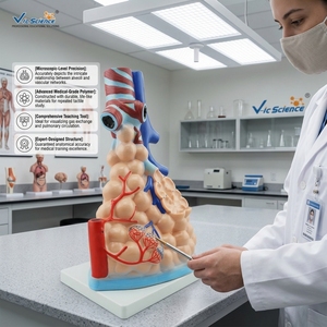 Modelo Anatómico de Alvéolo Ampliado para la Enseñanza de la Anatomía <span class=keywords><strong>del</strong></span> Sistema Respiratorio y la Enfermedad Pulmonar, con Certificación CE/ISO/ROHS/CNAS - Product Image 1