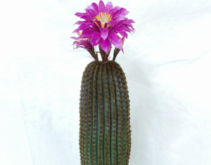 <span class=keywords><strong>Colonne</strong></span> de <span class=keywords><strong>cactus</strong></span> artificielle super grande pour café décoration d'intérieur paysage de plantes de sable - Product Image 2