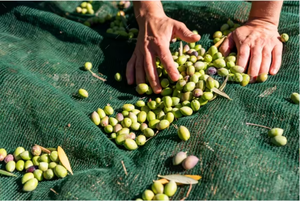 Made in China fornitura di fabbrica Hdpe 60gsm 120gsm Olive raccolto reti di plastica agricola prodotto per una raccolta efficiente di Olive - Product Image 5