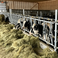 Barrière d'encastrement pour vaches laitières de longueur personnalisée avec 6, 8, 10 ou 12 emplacements d'alimentation