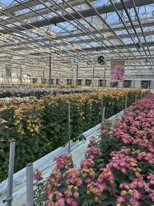 Goedkope glazen kas voor de landbouw met hydroponisch kweeksysteem voor de teelt van aardbeien/tomaten/sla/komkommers - Product Image 5