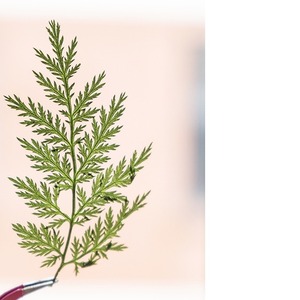 Artemisia Annua <span class=keywords><strong>Pine</strong></span> Natural Real Flower Espécimen en relieve Pegamento Funda para teléfono Marco DE FOTOS Nail Art - Product Image 5