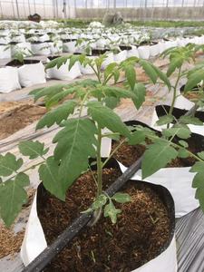 ถุงโพลีธีนปลูกพลาสติกแบบเจาะสีขาวดำหลายขนาด - Product Image 6