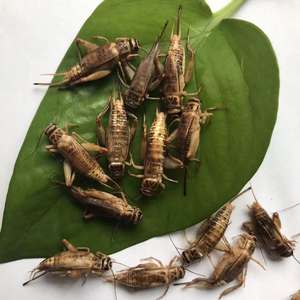 <span class=keywords><strong>Grillons</strong></span> séchés en gros, insectes <span class=keywords><strong>comestibles</strong></span>, nourriture pour animaux de compagnie - Product Image 5