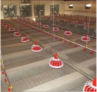 Équipement d'élevage avicole : Ligne complète automatique d'alimentation et d'abreuvement pour poulets de chair