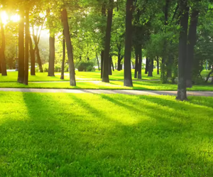 Papiers peints personnalisés 3D, murale d'allée arborée verte, autocollante, PVC imperméable, taille personnalisable, appartement, salle à manger, salon - Product Image 2