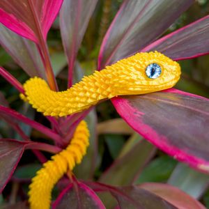 12 Gold Viper <span class=keywords><strong>Snake</strong></span> <span class=keywords><strong>Toy</strong></span> 3D Impresso Realista Flexível Articulado Fidget Design Plástico Home Office Desk Decoração Animais Dinossauros - Product Image 6