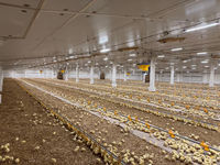 Équipement de système de plancher pour poulets de chair pour l'élevage de volailles