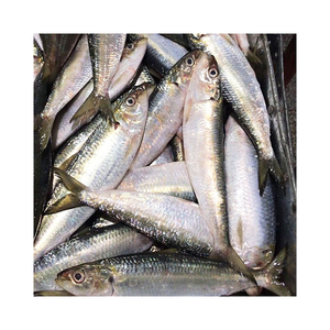 <span class=keywords><strong>Sardinas</strong></span> Congeladas de Acuicultura de Fábrica de Mariscos Congelados, Pescado Congelado a Bajo Precio, <span class=keywords><strong>Sardinas</strong></span> a Granel - Product Image 4