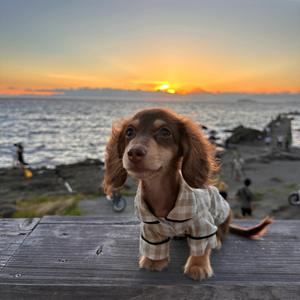 เสื้อผ้าสุนัขดัชชุนด์ชุดนอนขาสั้นตัวยาวแบบลำลองทำจากโพลีเอสเตอร์สำหรับแมวอุปกรณ์เสริมที่น่าดึงดูดสำหรับสัตว์เลี้ยง - Product Image 3