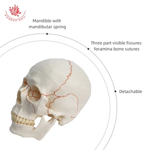 Modelo de cráneo de suturas humanas de tamaño natural humano FRT020 modelo de cráneo de anatomía médica Conexión de resorte telescópico a la mandíbula inferior - Product Image 3