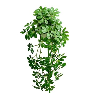 Planta Artificial Colgante Schefflera de Siete Estrellas, Decoración de Pared Interior, Follaje Artificial para Hogar, Bodas y Hoteles - Product Image 3