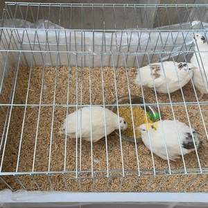 Accessoires pour cage à perroquets, cage à oiseaux, cage à pigeons, jaulas para palomas, petite cage à oiseaux - Product Image 5
