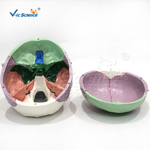 Modèle de crâne coloré; Modèle de crâne coloré; Crâne coloré; Modèle pédagogique d'anatomie du crâne humain - Product Image 4