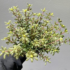 Planta Artificial Meng Jie, Hojas de Helecho de PVC, Ramo de Goma Suave de 30cm-100cm, Decoración para el Hogar - Product Image 3