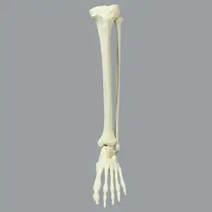 KyrenMed Sawbones Foam Foot And Ankle Bone Model With Full Tibia And Fibula For Orthopaedic Training Model For Workshop Drilling